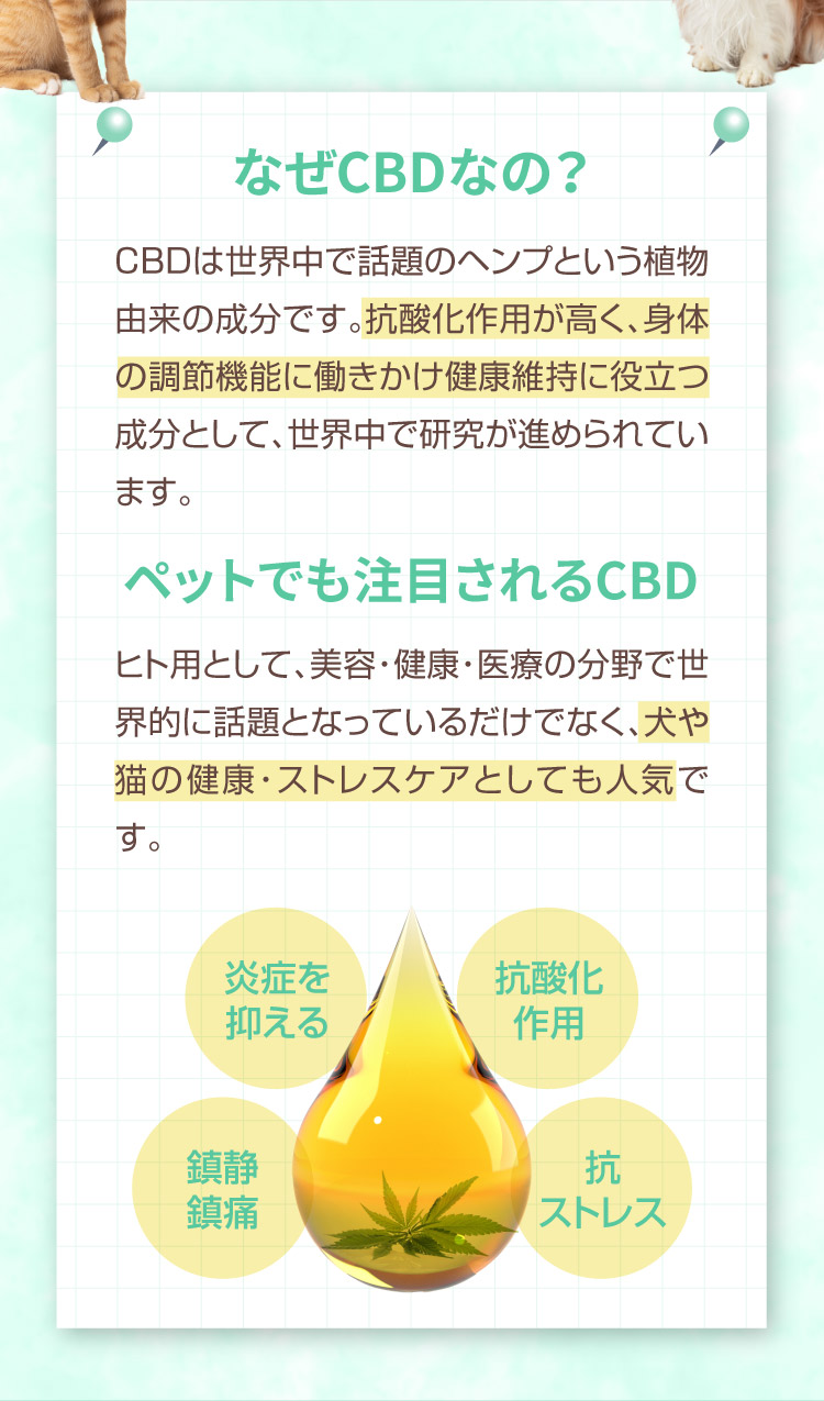 なぜCBDなの M&Ns(エムアンドエヌズ）CBD ペット用 オイル 犬用 100mg CBDオイル ペットグッズ ペットフード ドッグフード アイソレート 犬 猫 動物 カンナビジオール リラックス ストレス 健康 ペット用品 国内製造 国産 介護用品 介護 夜泣き 老犬 ケア 関節 車酔い てんかん 健康 分離不安 シニア犬 関節　mctオイル お試し