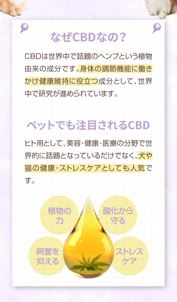 なぜCBDなの M&Ns(エムアンドエヌズ）CBD ペット用 オイル 犬用 100mg CBDオイル ペットグッズ ペットフード ドッグフード アイソレート 犬 猫 動物 カンナビジオール リラックス ストレス 健康 ペット用品 国内製造 国産 介護用品 介護 夜泣き 老犬 ケア 関節 車酔い てんかん 健康 分離不安 シニア犬 関節　mctオイル お試し